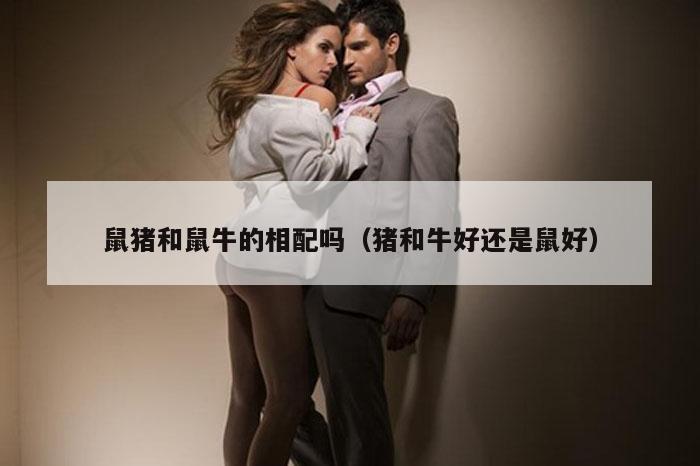 鼠猪和鼠牛的相配吗（猪和牛好还是鼠好）